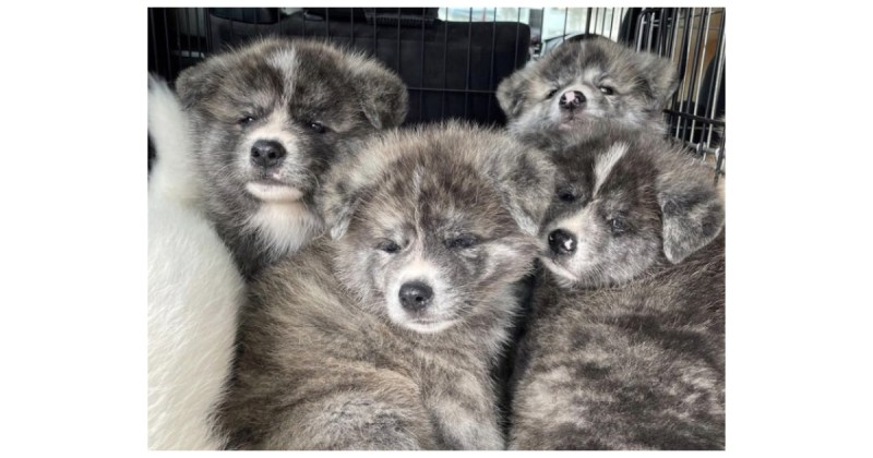 秋田県で発生した記録的大雨に伴う災害復興支援のための「秋田犬NFT 水害復興支援基金」が設立。募金受付がスタート。