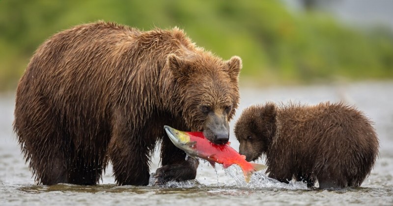 Berachain Magic Eden